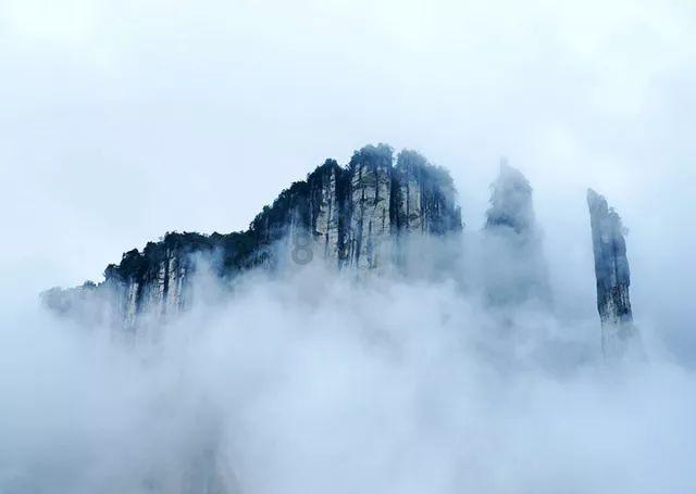 漂亮鹦鹉救援